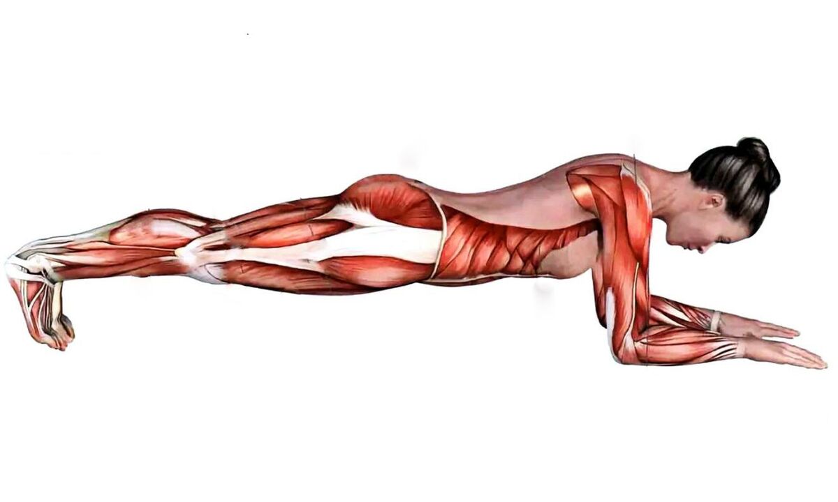 what muscles work when planking